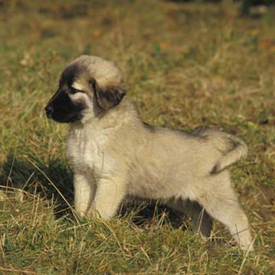 anatolian-shepherd-dog-coban-kopegi-pup
