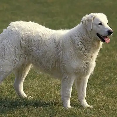 genedit_kuvasz_1