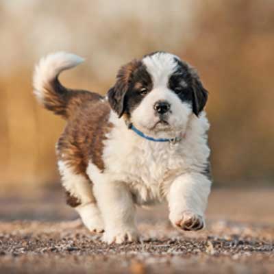 saint-bernard-puppy