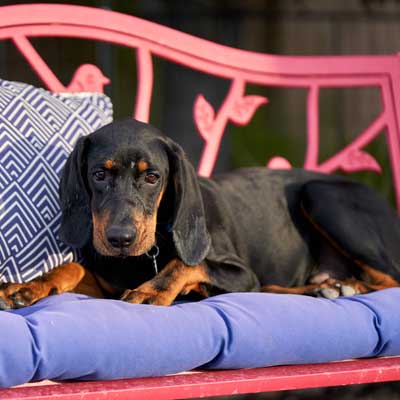 coonhound-puppy-resting-on-red-bench
