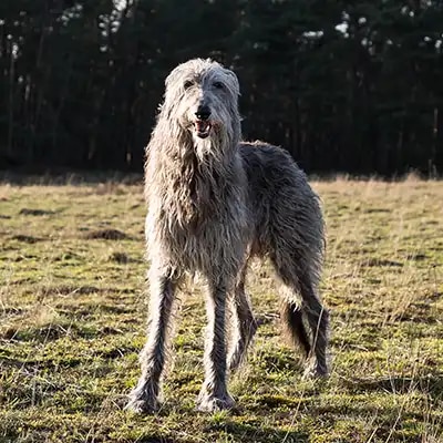genedit_scottish-deerhound_3