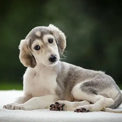 saluki_2