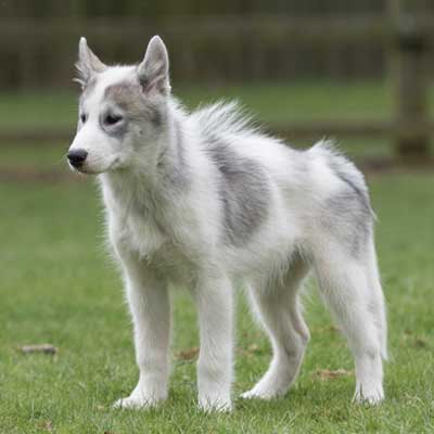 fabulous-canadian-eskimo-dog