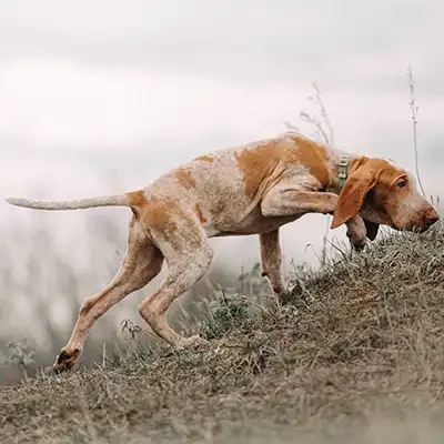 bracco-italiano_1