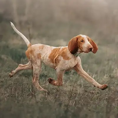 bracco-italiano_2