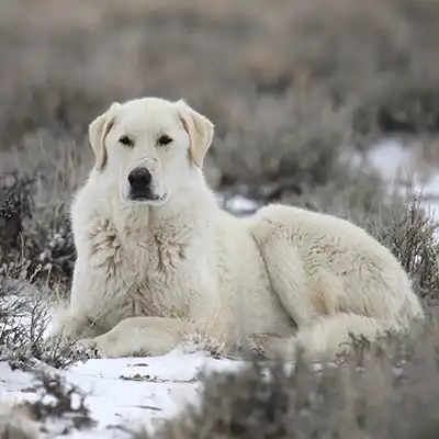 genedit_kuvasz_3