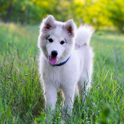 samoyed-dog-white-puppy-light-brown