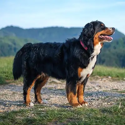 bernese-mountain-dog_1