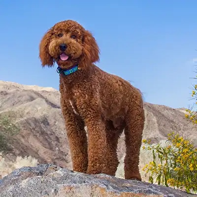 labradoodle_1