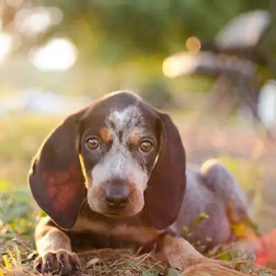 treeing-walker-coonhound_2