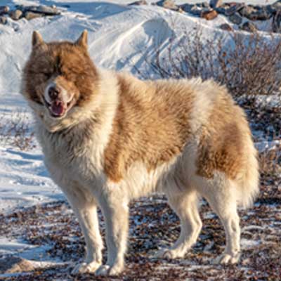 rare-canadian-eskimo-dog-seen-on