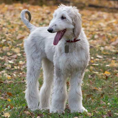 cute-afghan-hound-puppy-standing-on