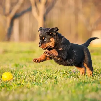 genedit_rottweiler_2