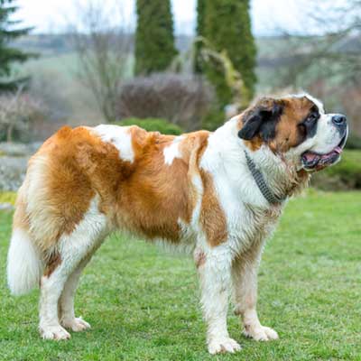working-breed-dog-st-bernard-female