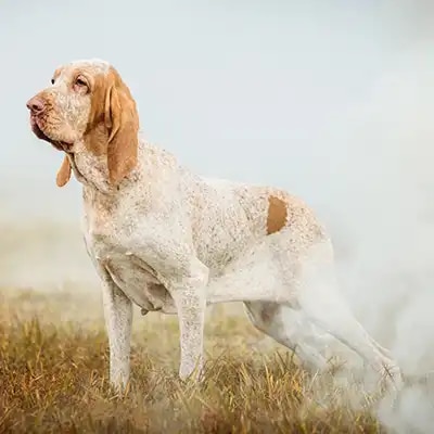 genedit_bracco-italiano_3