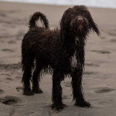 cute-irish-water-spaniel-on-sand