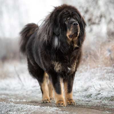 black-tibetan-mastiff-winter