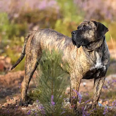 portrait-presa-canario-purebred-dog