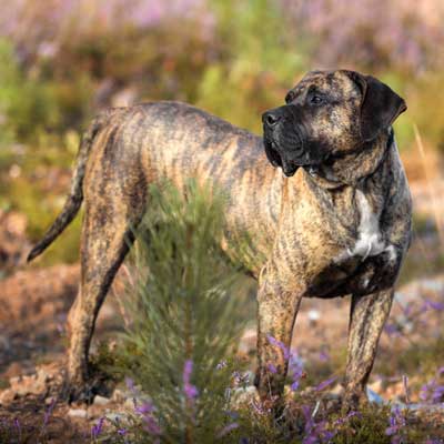 portrait-presa-canario-purebred-dog