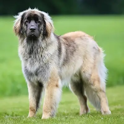 genedit_leonberger_3