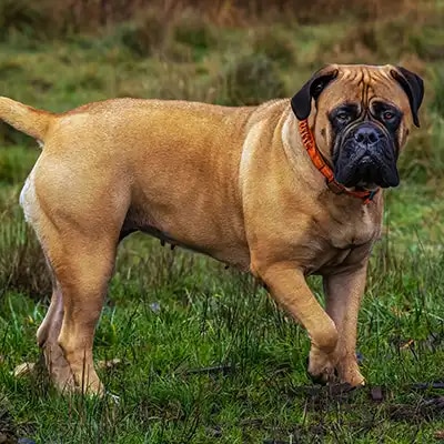 bullmastiff_1