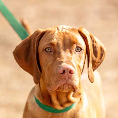 redbone-coonhound-dog-puppy-on-leash