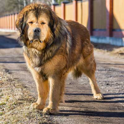tibetan-mastiff-stands-on-dirt-road