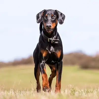 doberman_1