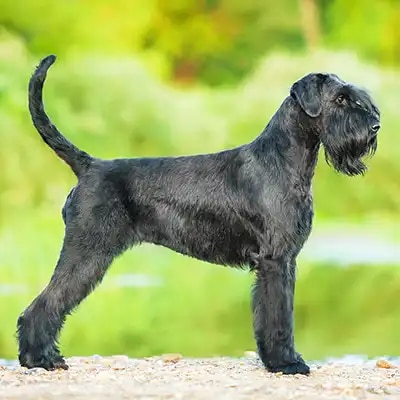 Genedit_giant-schnauzer_1