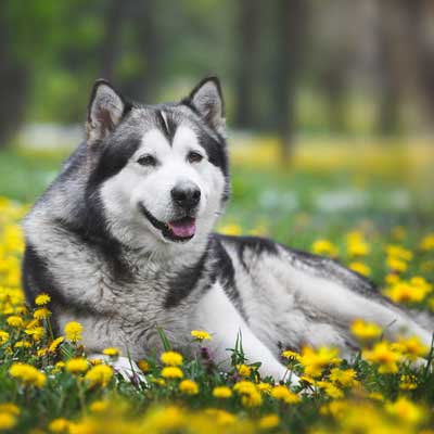 alaskan-malamute-adult-dog-lying-blossoming