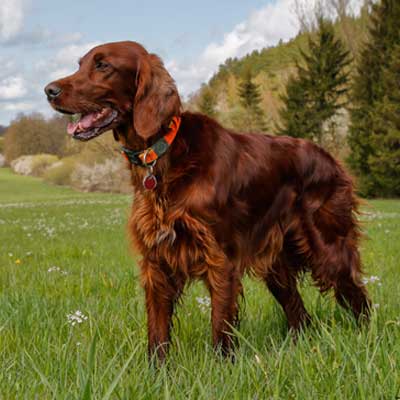 one-most-beautiful-elegant-hunting-dogs