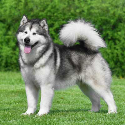 alaskan-malamute-dog-standing-sideways