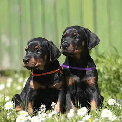 doberman_2