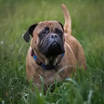 bullmastiff_3