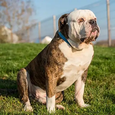 american-bulldog_3