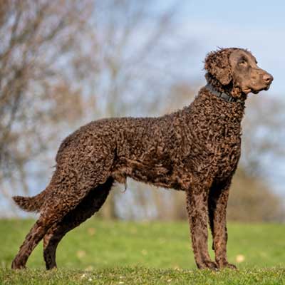 beautiful-purebred-dog-photographed-outdoors-nature
