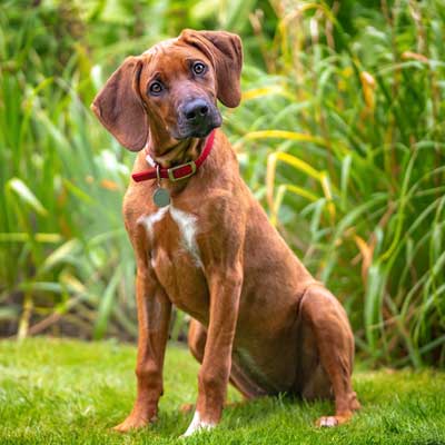 six-month-old-rhodesian-ridegback-puppy