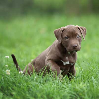 cute-american-pit-bull-terrier-pupp