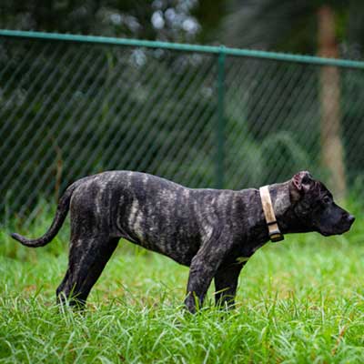 profile-brindle-presa-canario-puppy-outside