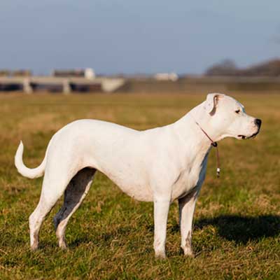 young-dogo-argentino-field-beauty-sun