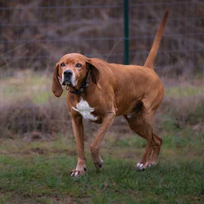 senior-red-bone-coon-hound-on