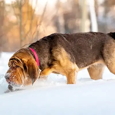 bloodhound_1