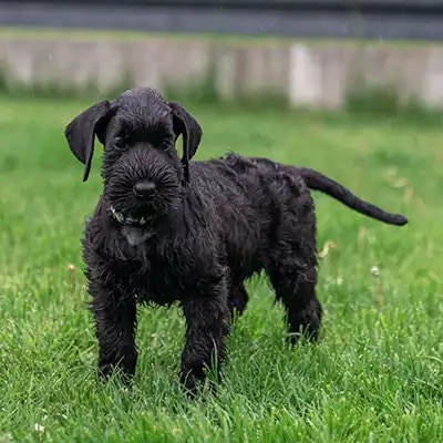 giant-schnauzer_2