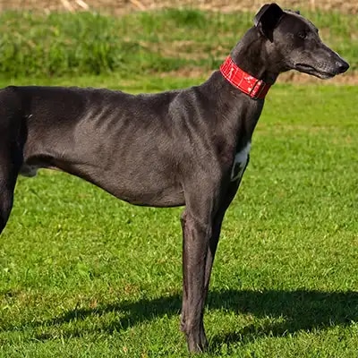 greyhound_1