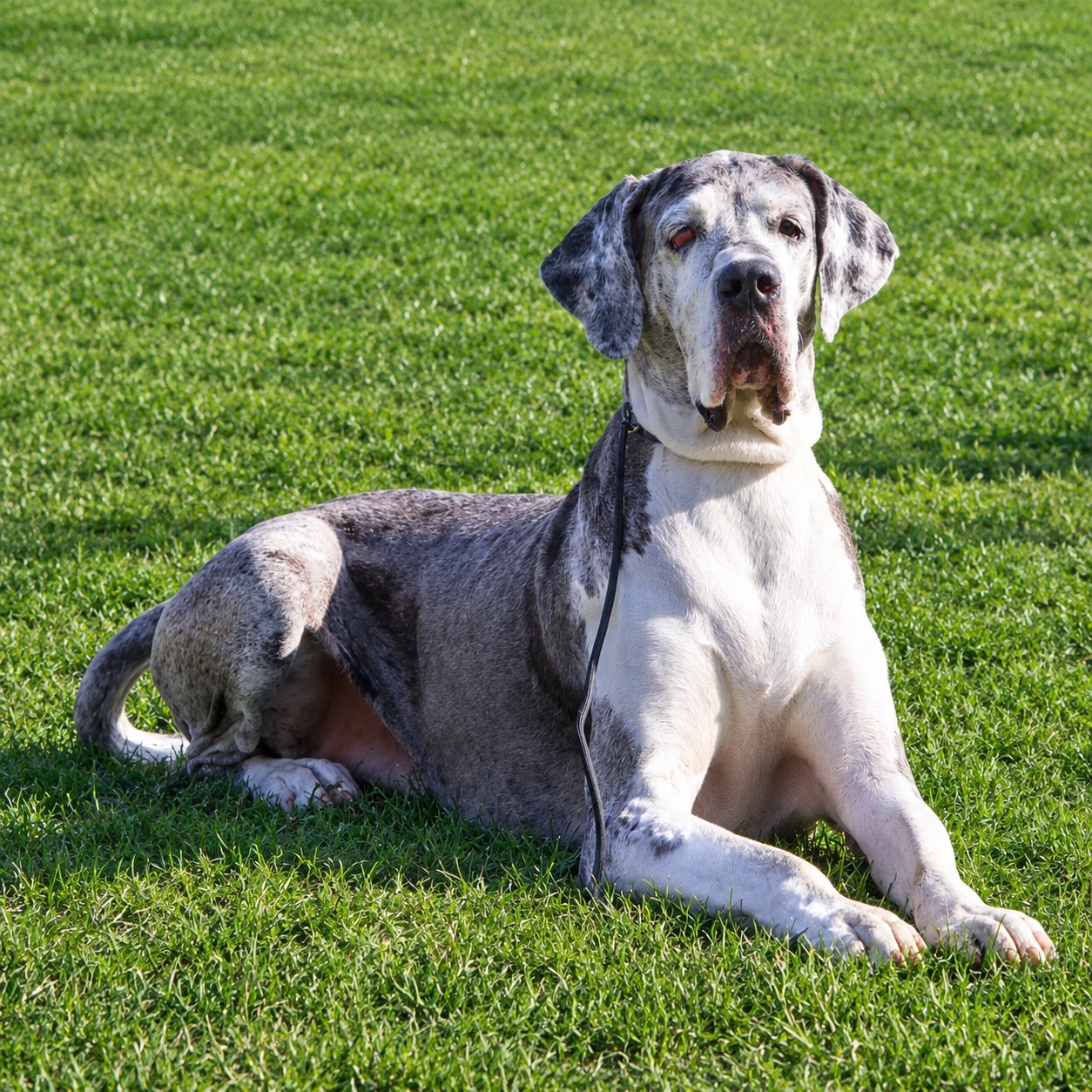 great-dane-on-background-green-grass