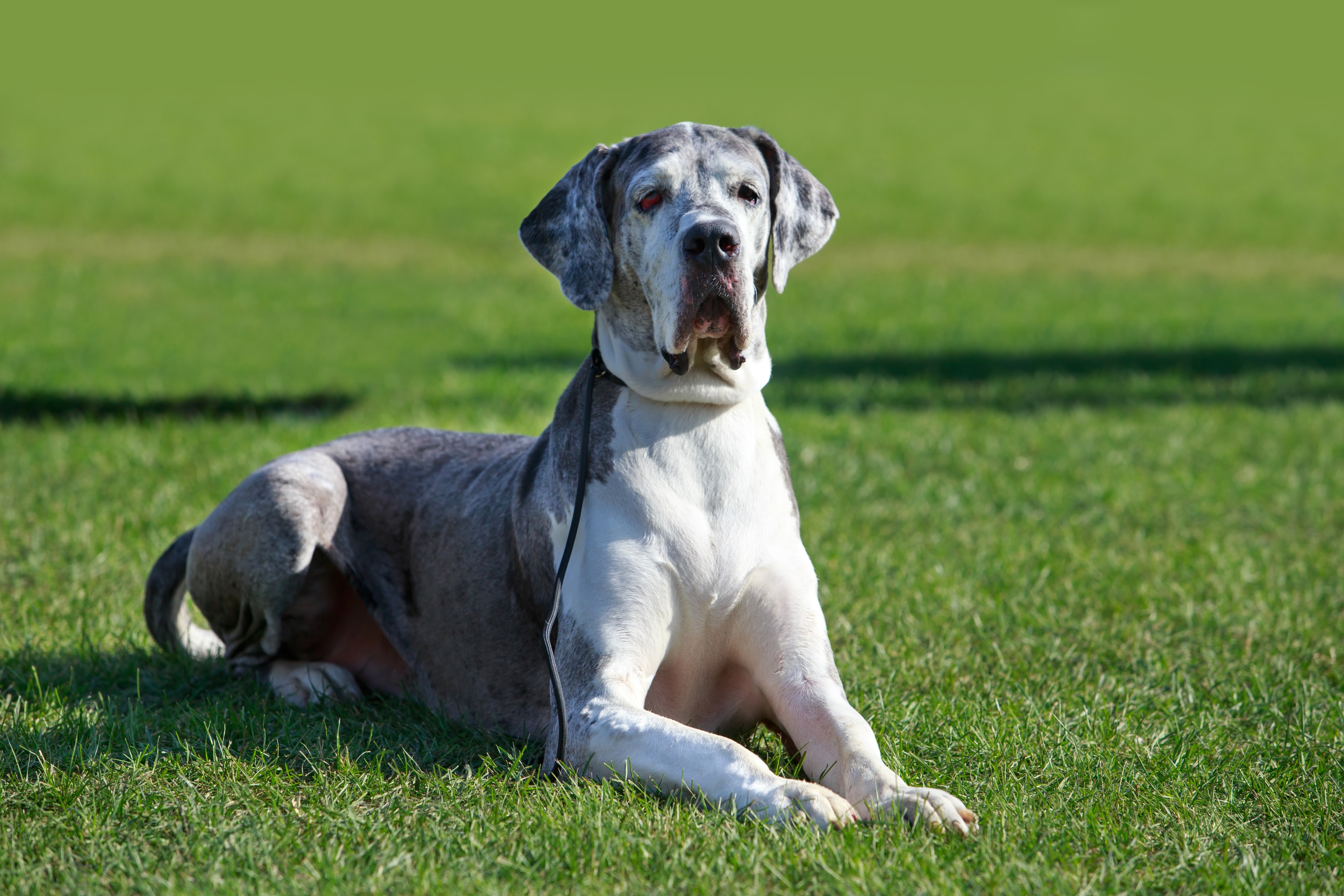 great-dane-on-background-green-grass