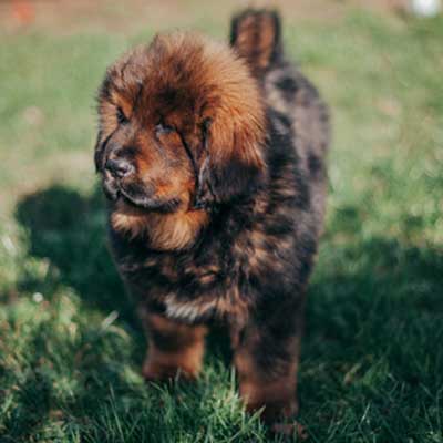 red-tibetan-mastiff-puppy-garden