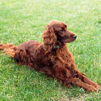 beautiful-irish-setter-dog-lying-grass