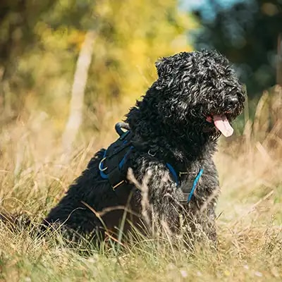 bouvier-des-flandres_3