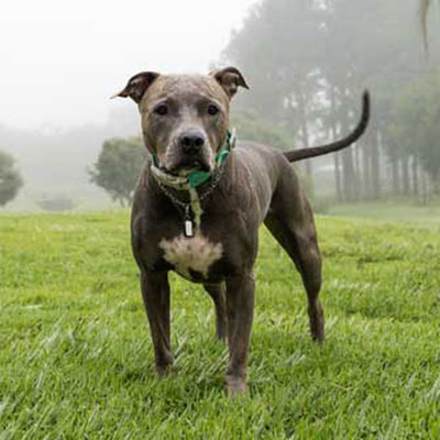 blue-nose-pit-bull-dog-on